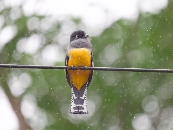 <h3><a href="/trips/costa-rica/biota/animalia/chordata/aves/035 trogoniformes/001 trogonidae/trogon caligatus/trogon caligatus-nl.html">Trogon&nbsp;caligatus</a> / Gartered&nbsp;trogon / Goulds&nbsp;trogon</h3>OM-1 Mark II met OLYMPUS M.150-400mm F4.5, 1/2000 sec  bij F5.0, ISO 6400, afstand 9.97&nbsp;m